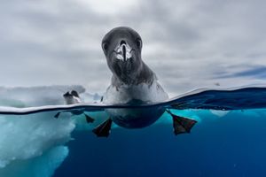 Europäischer Naturfotograf des Jahres